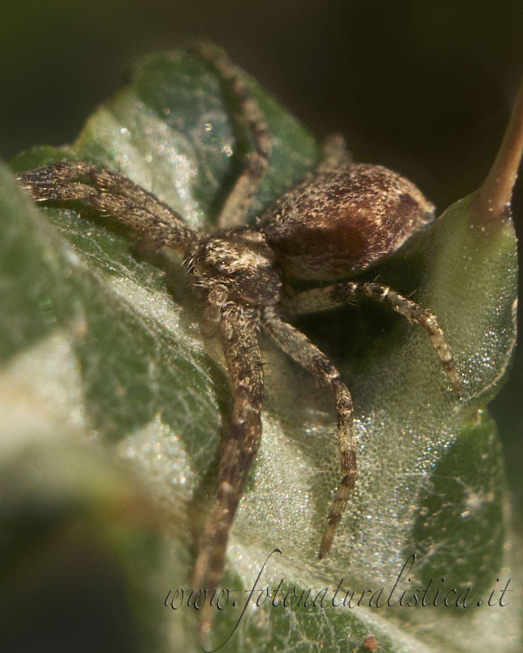 Philodromus sp.